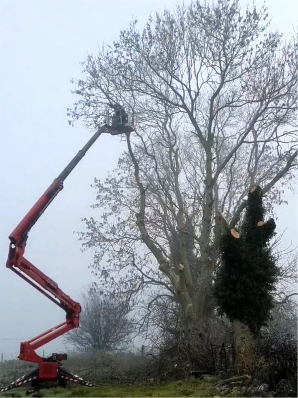 Tree pruning using cherry picker, spider lift by PJ Services, Sligo, Ireland