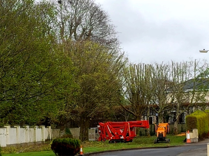 Tree pruning using cherry picker, spider lift by PJ Services, Sligo, Ireland